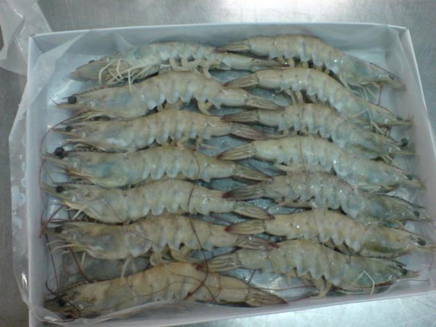 Vannamei Shrimps