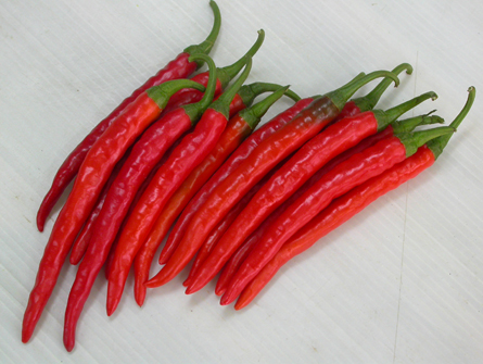 Fresh Red Hot Chili