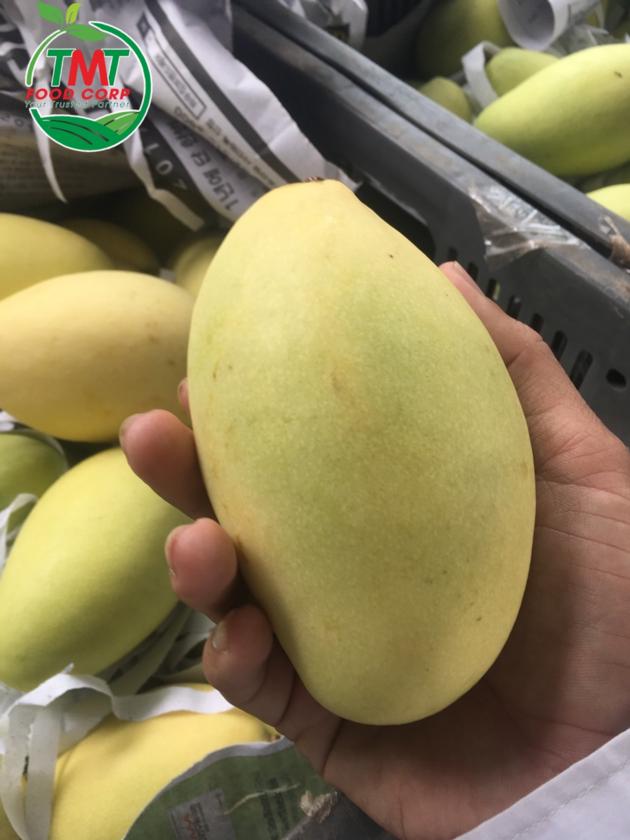 Best Seller Fresh Mango