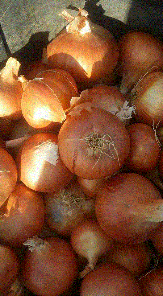 fresh onion 