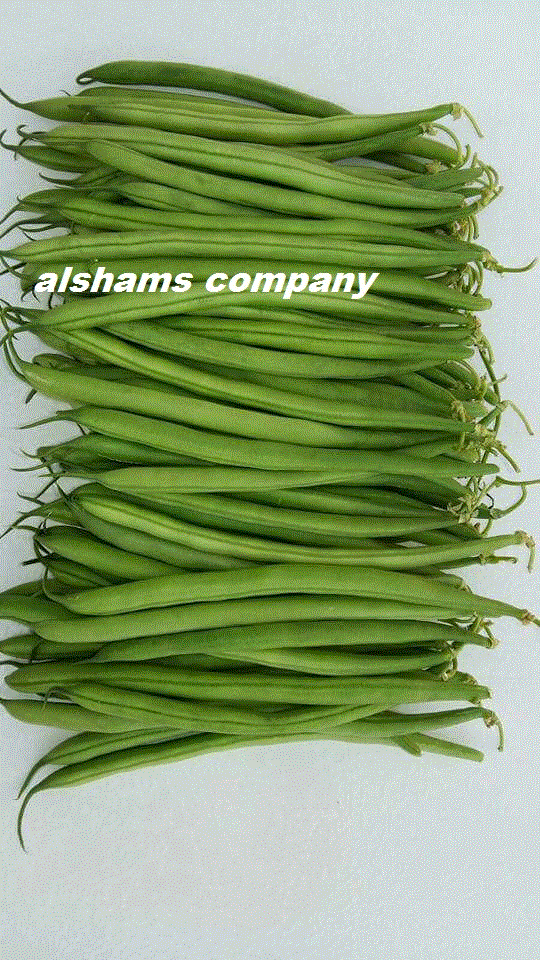 Fresh green beans 