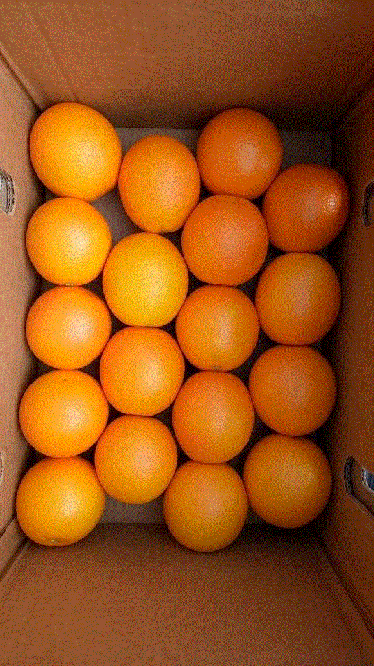 Fresh orange 