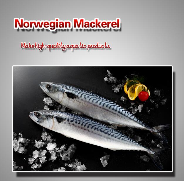 Norwegian Mackerel