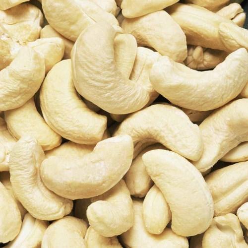 cashew nuts kennel