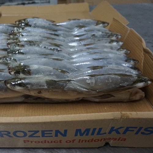 Frozen Milkfish For Bait