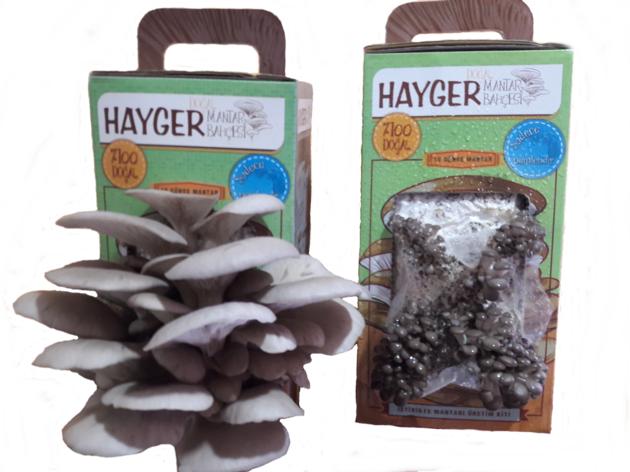 Pearl Oyster Grow Your Own Mushroom Kit
