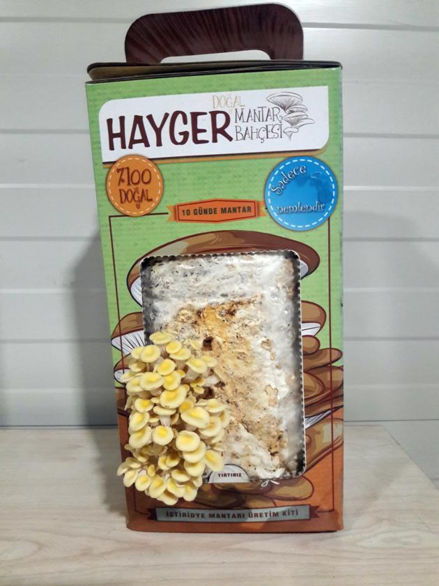 Yellow Oyster Grow Your Own Mushroom Kit