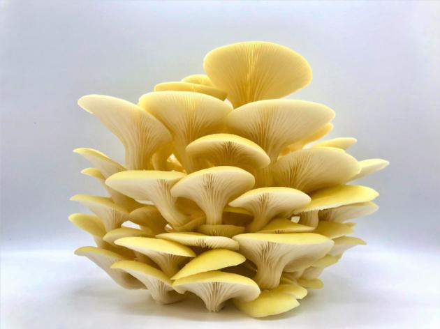 Yellow Oyster Grow Your Own Mushroom