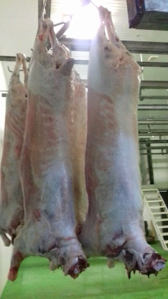 Halal lamb meat