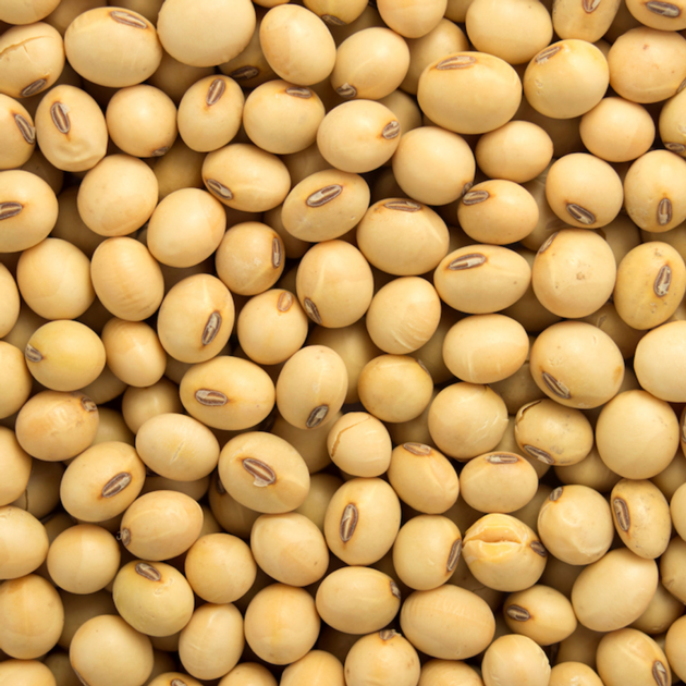 best quality grade yellow soybean