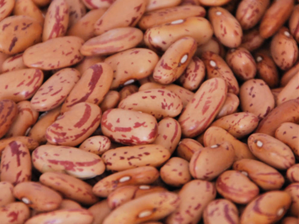 Best Quality Grade Kidney Beans