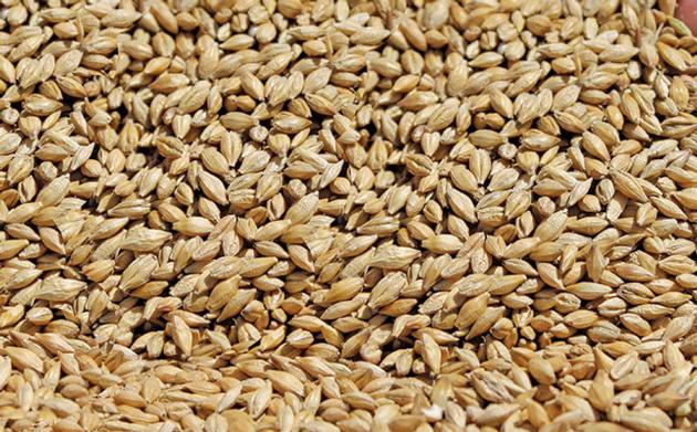 quality grade barley grains