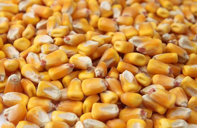 high quality yellow corn grain