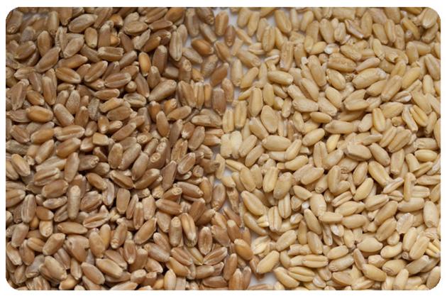 best quality grade wheat grains