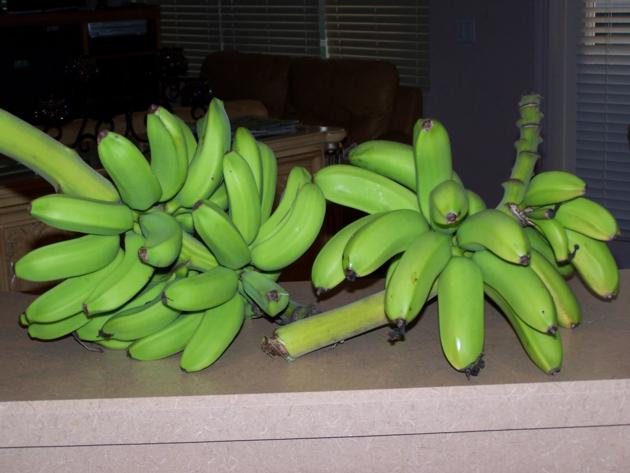 organic banana