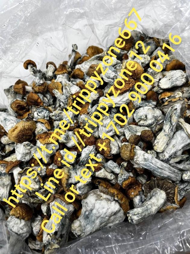 BUY MUSHROOM ONLINE