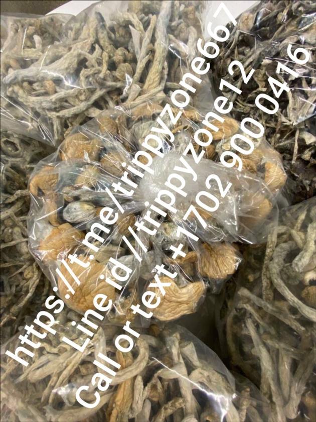 BUY MUSHROOM ONLINE