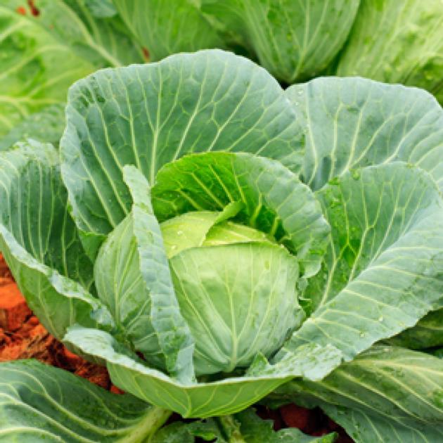 Fresh Cabbage Vegetables