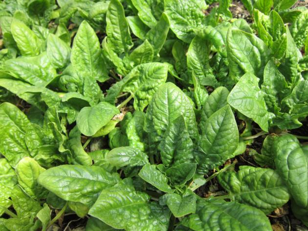 Fresh spinach vegetables