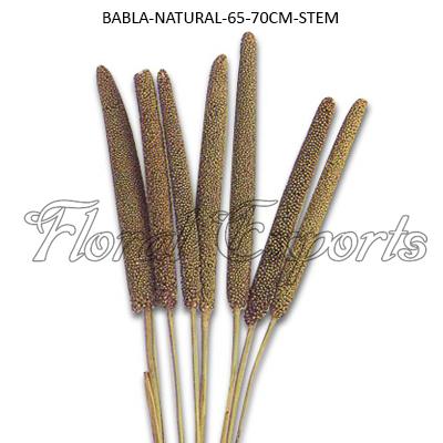 Exotic Dried Flowers