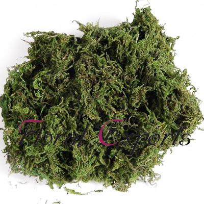 Dried Grass Amp Fillers