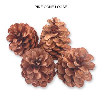 Exotic Dried Flowers