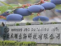 bilberry extract