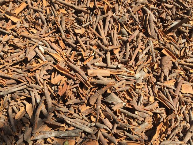 Broker Cassia Cinnamon From Vietnam