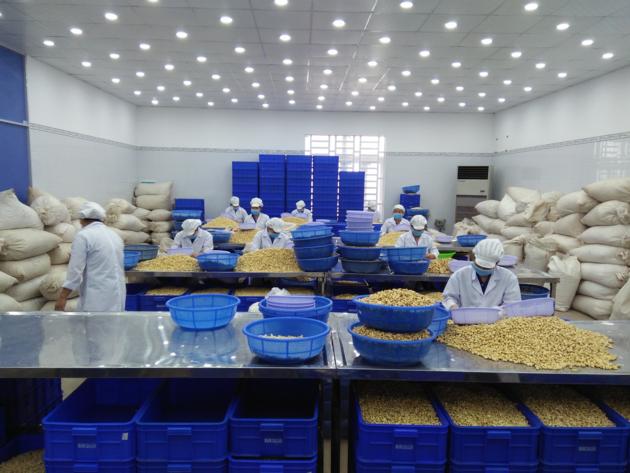 Cashew Kernel WW320