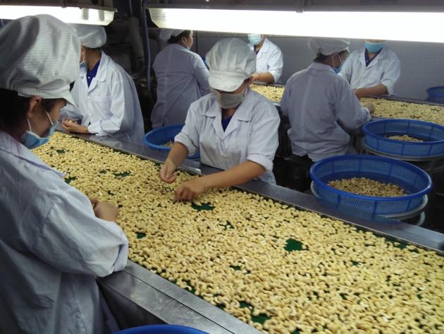 Cashew Kernel WW450