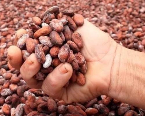 Cacao Bean