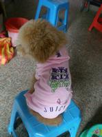 pet bag pet clothes pet necklace pet scarf