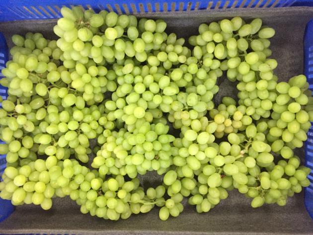 Grapes