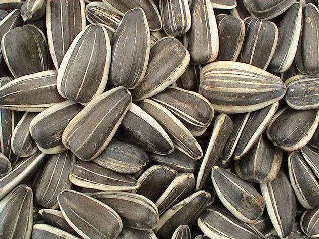 Sunflower seed