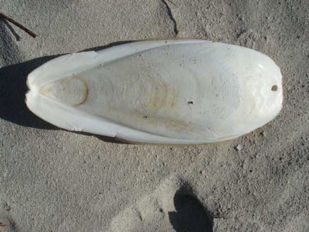 CUTTLEFISH BONE FOR CATTLE FEED