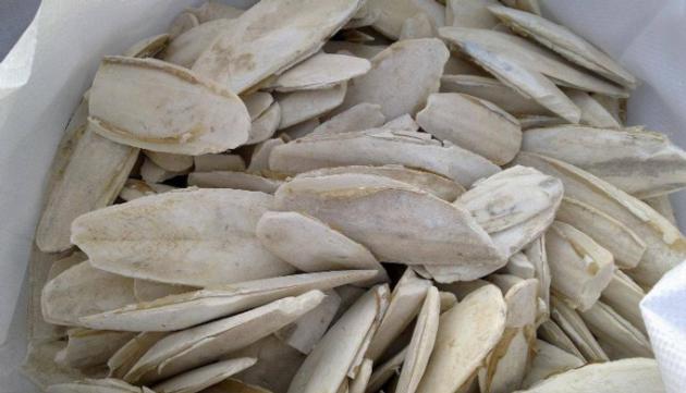 CUTTLEFISH BONE FOR CATTLE FEED