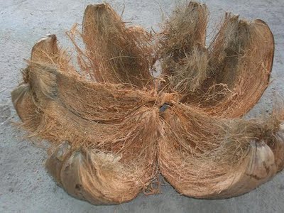 COCONUT FIBER