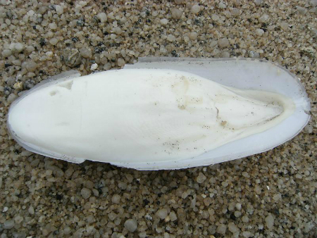 CUTTLEFISH BONE FOR CATTLE FEED