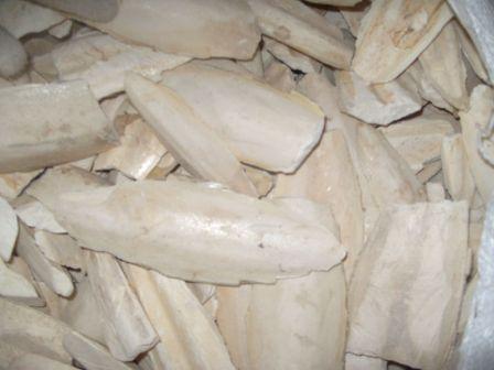 CUTTLEFISH BONE FOR CATTLE FEED