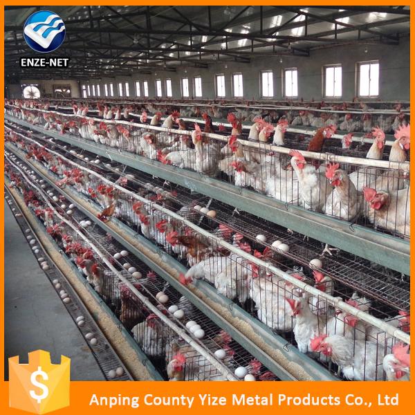 Layer Bird Broiler Chicken Battery Cage
