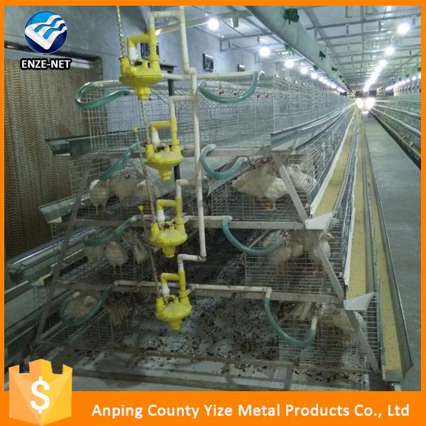 Quot Layer Poultry Farms Used Chicken