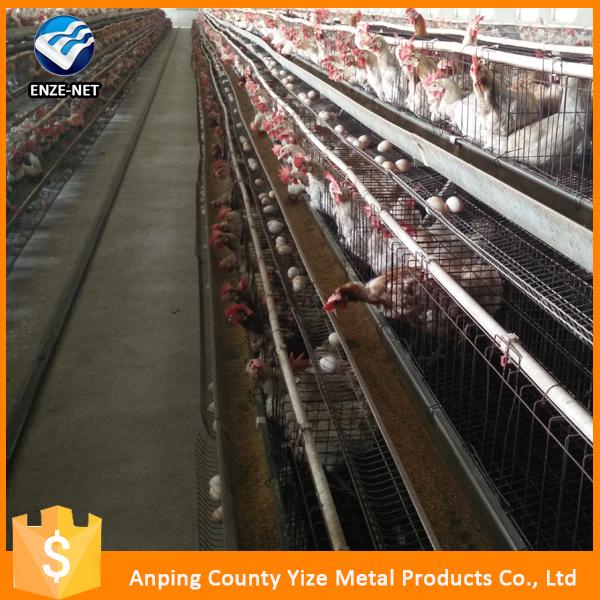 Raising Broiler Chicken Farm Poultry Equipment