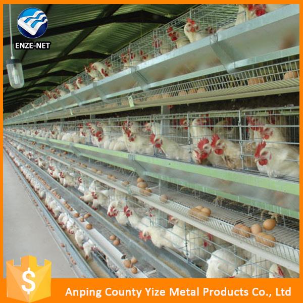 High Quality Electro Galvanzied Poultry Layer