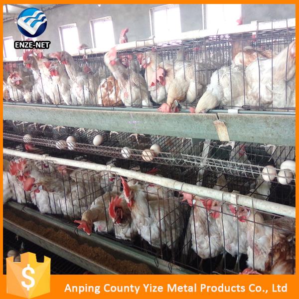 Automatic Poultry Layer Cages Systems Chicken