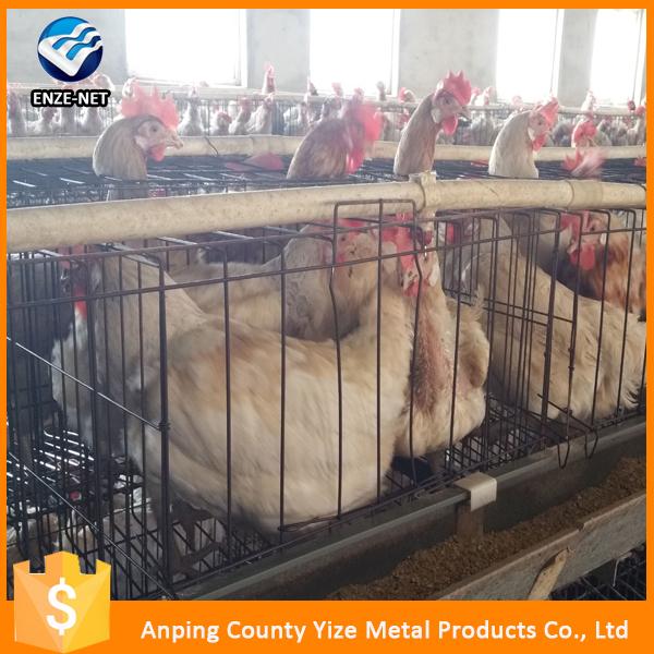 Layer Chicken Cage For Chicken Farm