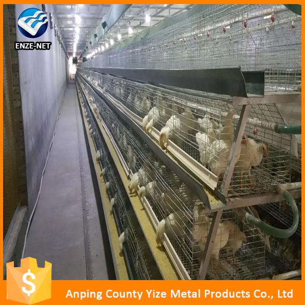 Raising Broiler Chicken Farm Poultry Equipment