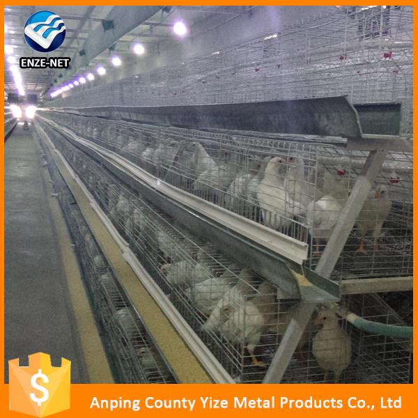Chickens Feeds Production Poultry Equipment For