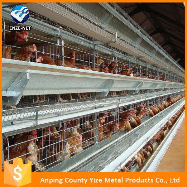 Layer Bird Broiler Chicken Battery Cage