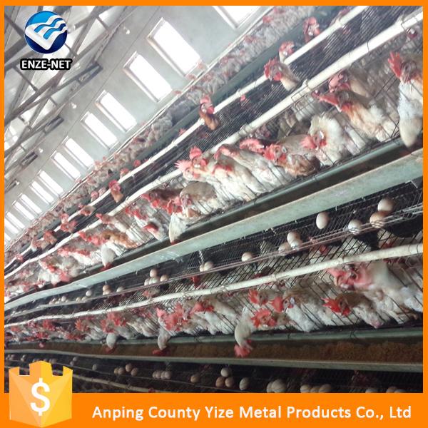 layer bird broiler chicken battery cage for chicken farm in india