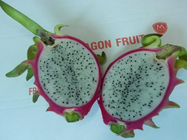 FRESH DRAGON FRUITS